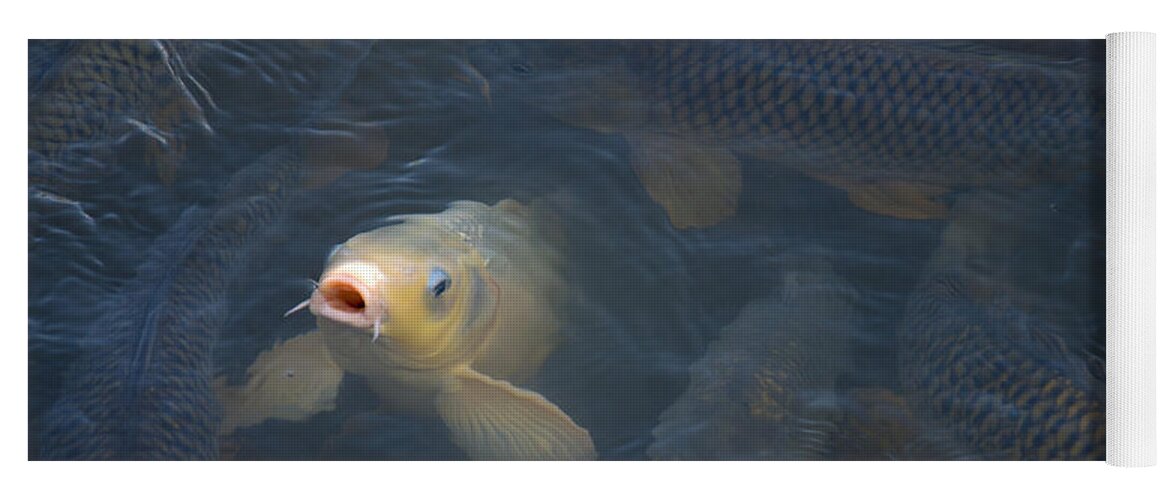 Fish Yoga Mat featuring the photograph White carp in the lake by Flees Photos