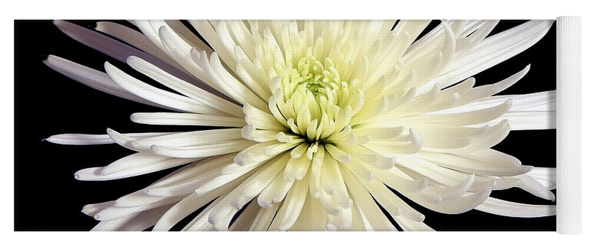 Flowers Yoga Mat featuring the photograph White Chrysanthemum Still Life Flower Art Poster by Lily Malor