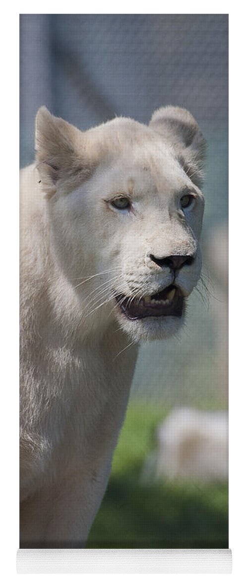 Animals Yoga Mat featuring the photograph White lion by Steven Ralser