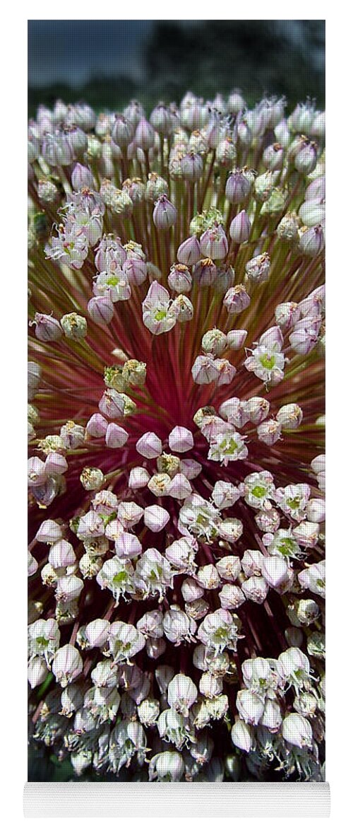 Onion Yoga Mat featuring the photograph White Onion Flower by Nina Ficur Feenan
