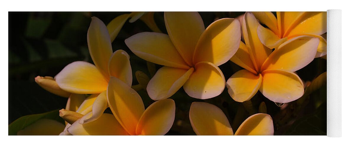 Tropical Garden Yoga Mat featuring the photograph White Plumeria by Miguel Winterpacht