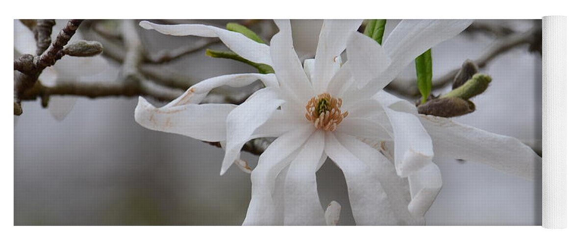 White Star Magnolia Yoga Mat featuring the photograph White Star Magnolia by Maria Urso