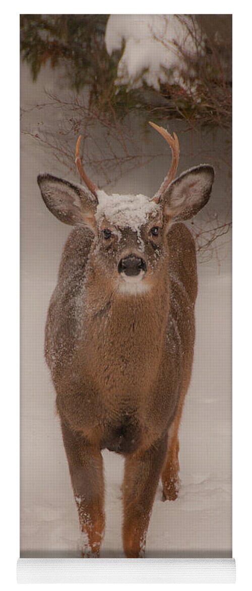 Brenda Jacobs Photography & Fine Art Yoga Mat featuring the photograph White Tailed Deer Buck in Snow by Brenda Jacobs