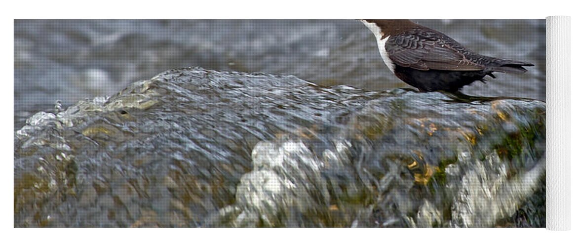 White-throated Dipper Yoga Mat featuring the photograph White-throated Dipper by Torbjorn Swenelius