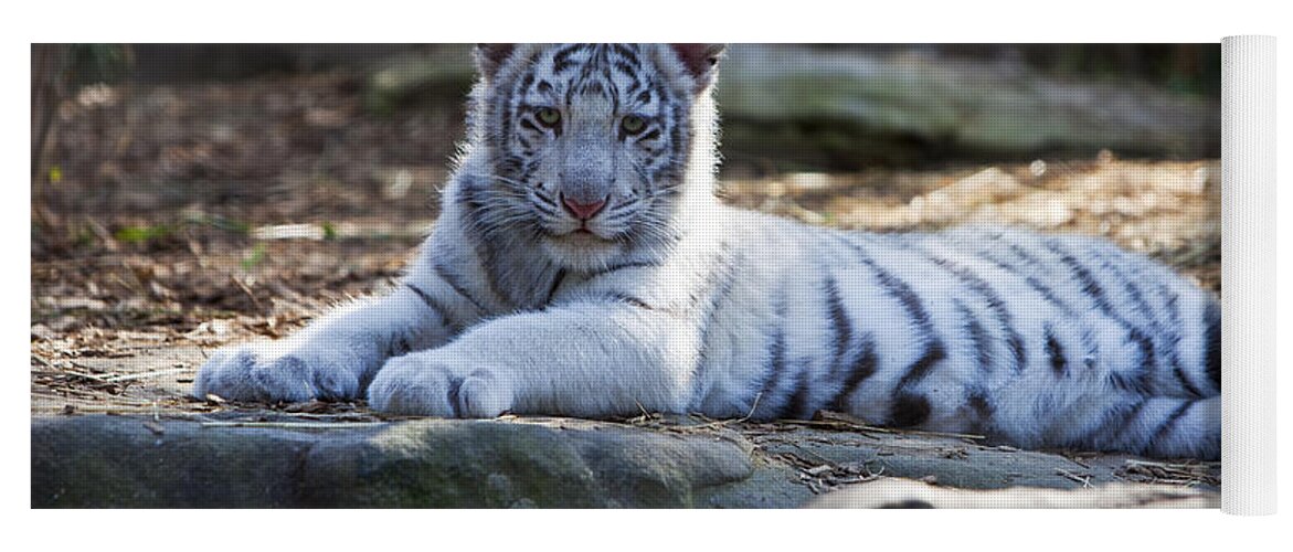 Tiger Yoga Mat featuring the photograph White Tiger Cub II by Brian Jannsen
