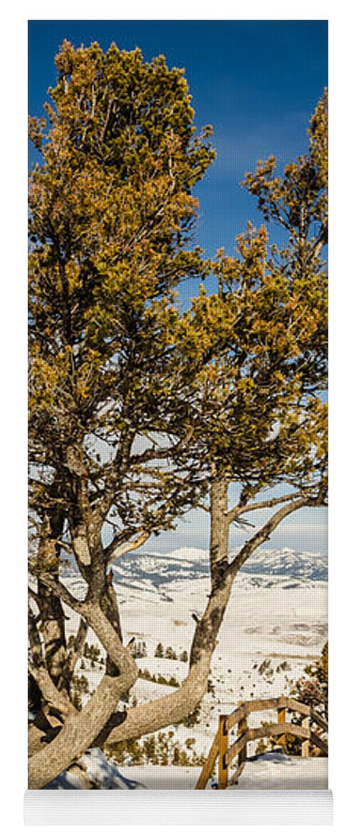 National Park Yoga Mat featuring the photograph Whitebark Pine Pinus albicaulis by Sue Smith