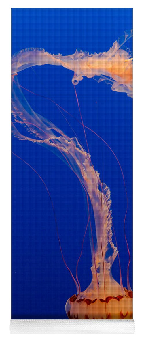 Jellyfish Yoga Mat featuring the photograph Who what where when Purple Striped Jelly 1 by Scott Campbell