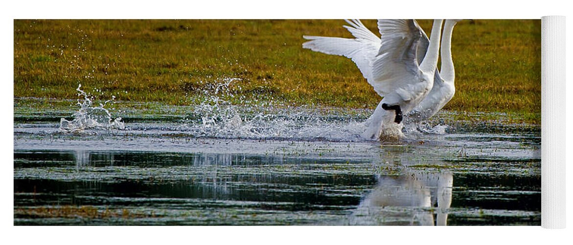 Whooper Swans Yoga Mat featuring the photograph Whooper Swans by Torbjorn Swenelius