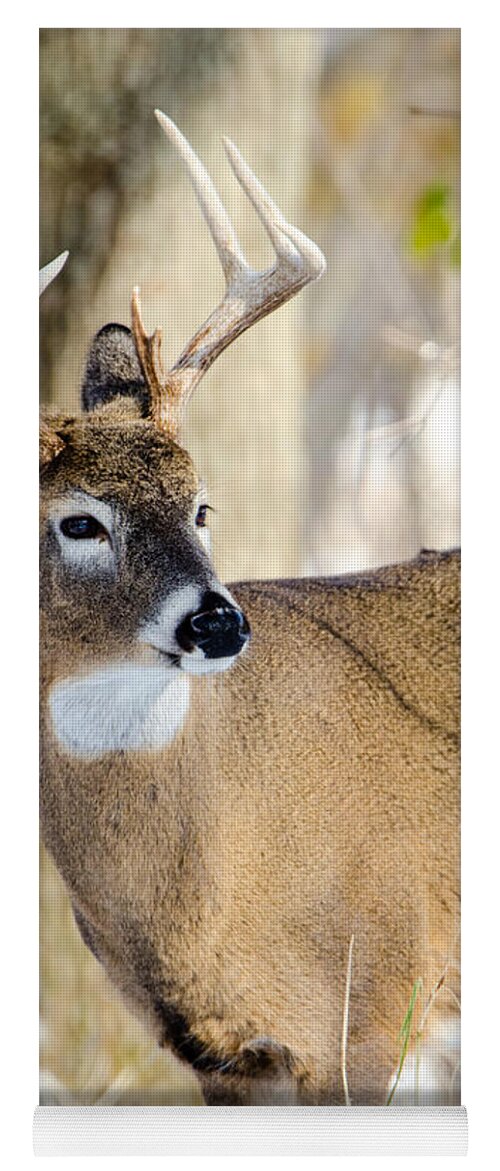Deer Yoga Mat featuring the photograph Winter Buck by Steven Santamour