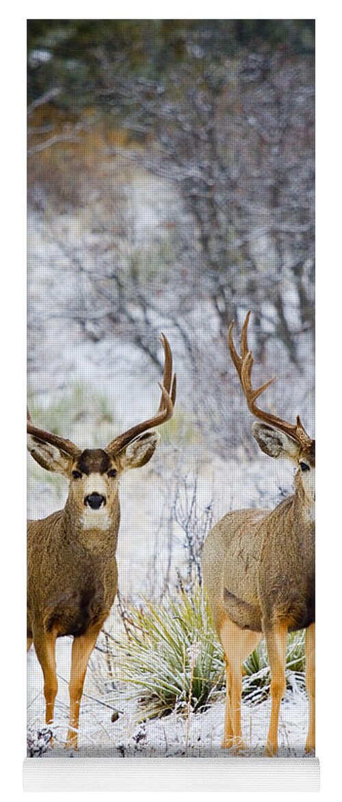 Deer Yoga Mat featuring the photograph Winter Bucks by Steven Krull