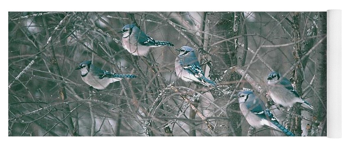 Blue Jay Yoga Mat featuring the photograph Winter Conference by David Porteus