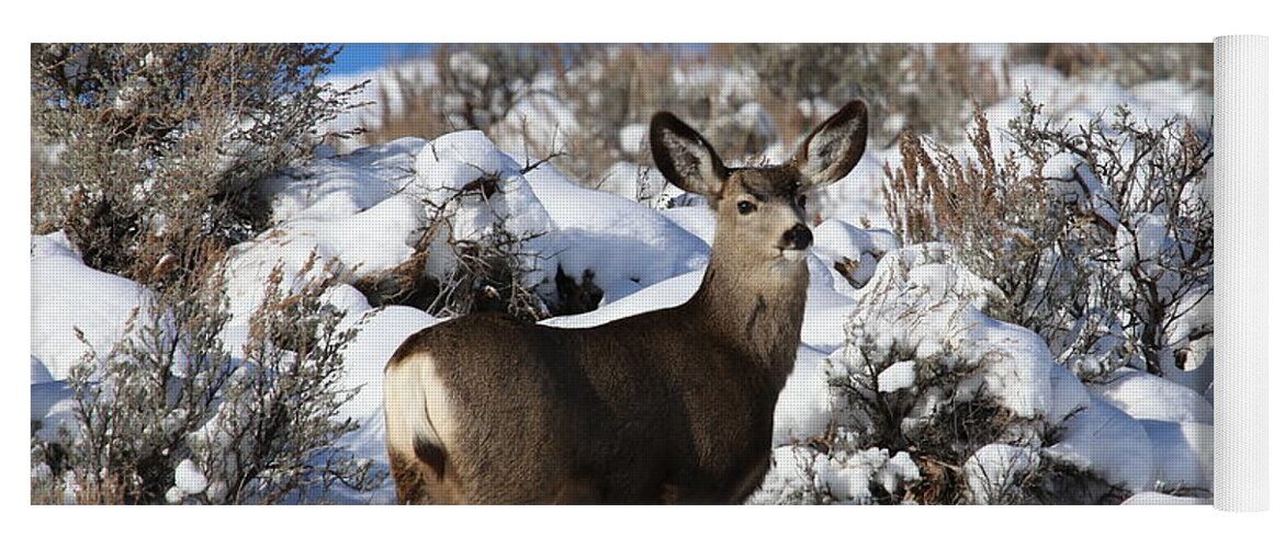 Deer Yoga Mat featuring the photograph Winter Doe by Marty Fancy