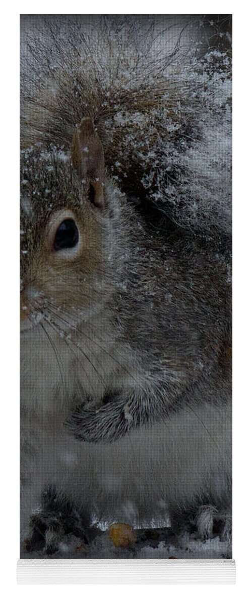 Sandra Clark Yoga Mat featuring the photograph Winter Squirrel 1 by Sandra Clark