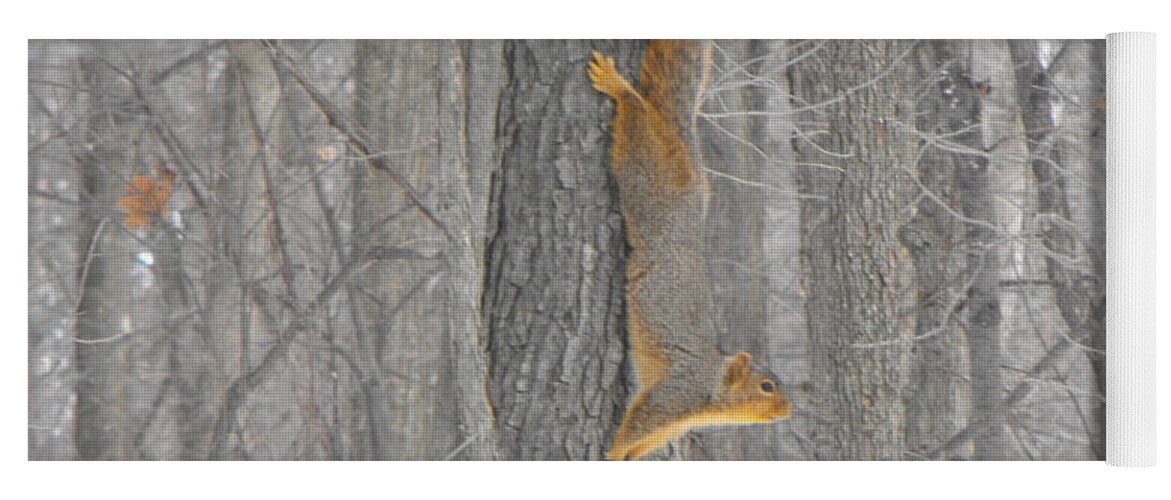 Nature Yoga Mat featuring the photograph Winter Squirrel by Erick Schmidt
