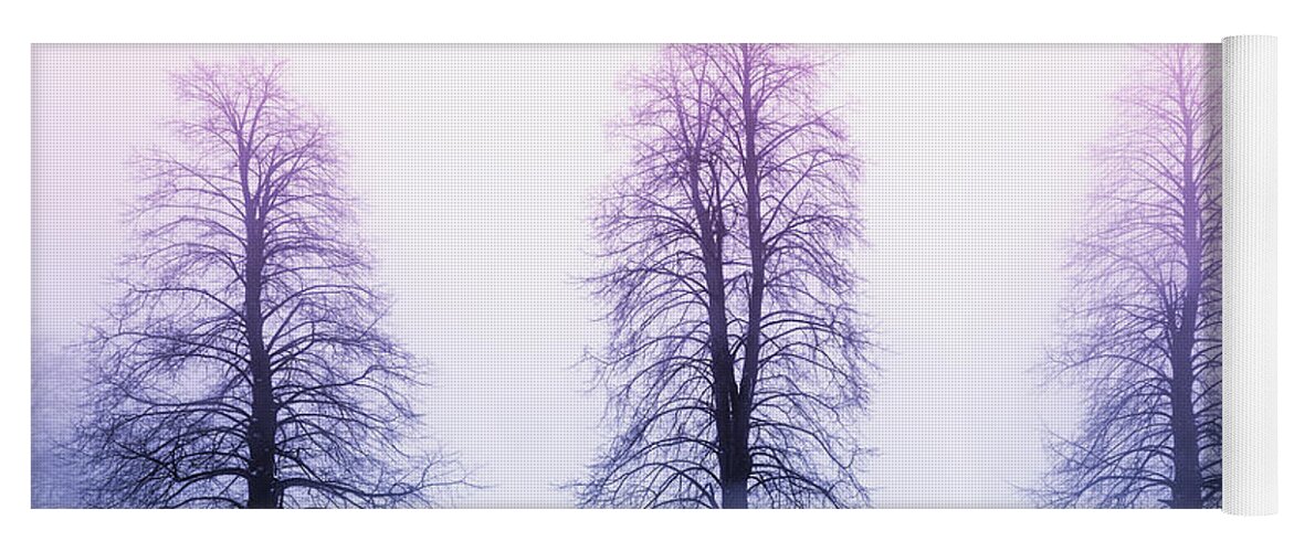 Trees Yoga Mat featuring the photograph Winter trees in fog at sunrise by Elena Elisseeva