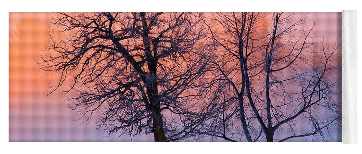 Blue Hour Yoga Mat featuring the photograph Winter Trees by Jakub Sisak