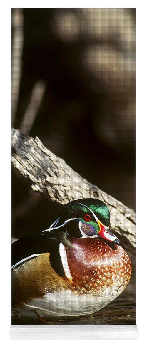 Drake Yoga Mat featuring the photograph Wood Duck by William H. Mullins
