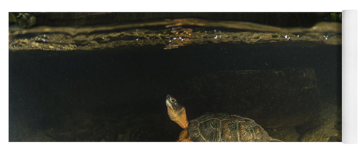 Pete Oxford Yoga Mat featuring the photograph Wood Turtle Swimming North America by Pete Oxford