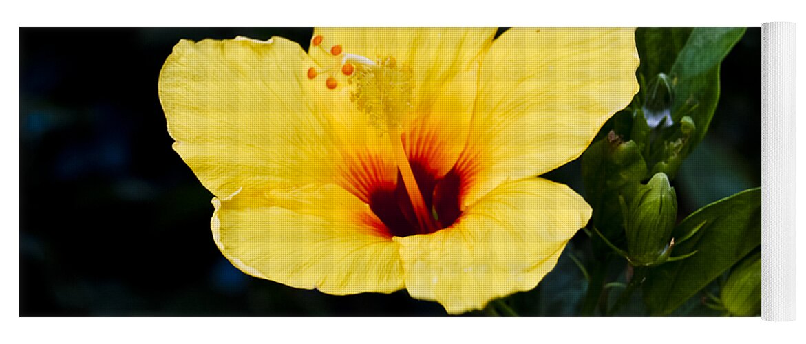 Botanic Yoga Mat featuring the photograph Yellow and Red Hibiscus by Christi Kraft