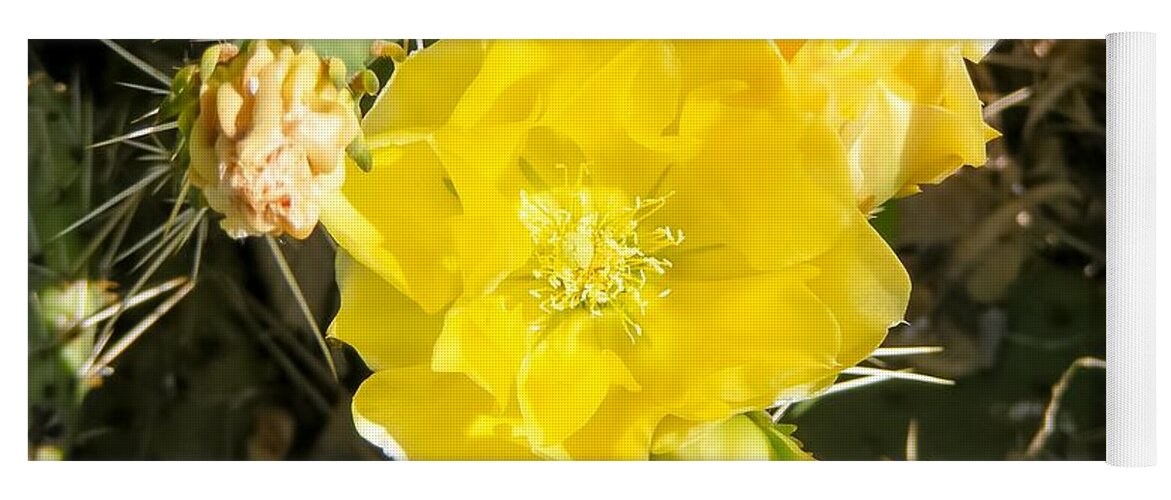 Yellow Cactus Blooms And Buds Yoga Mat featuring the photograph Yellow Cactus Blooms and Buds by Cynthia Woods