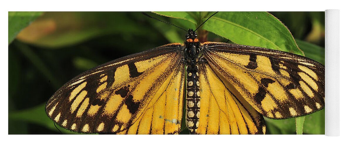 Thomas Marent Yoga Mat featuring the photograph Yellow Coster Butterfly Manas Np India by Thomas Marent