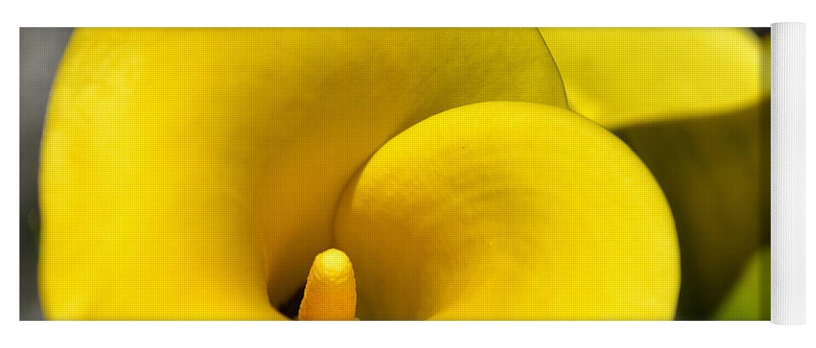 Yellow Yoga Mat featuring the photograph Yellow Lily by Spencer Hughes