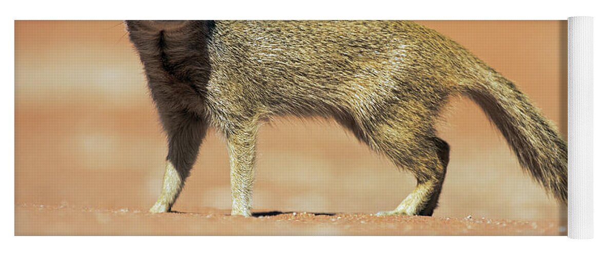 Heike Odermatt Yoga Mat featuring the photograph Yellow Mongoose In Kalahari Desert by Heike Odermatt