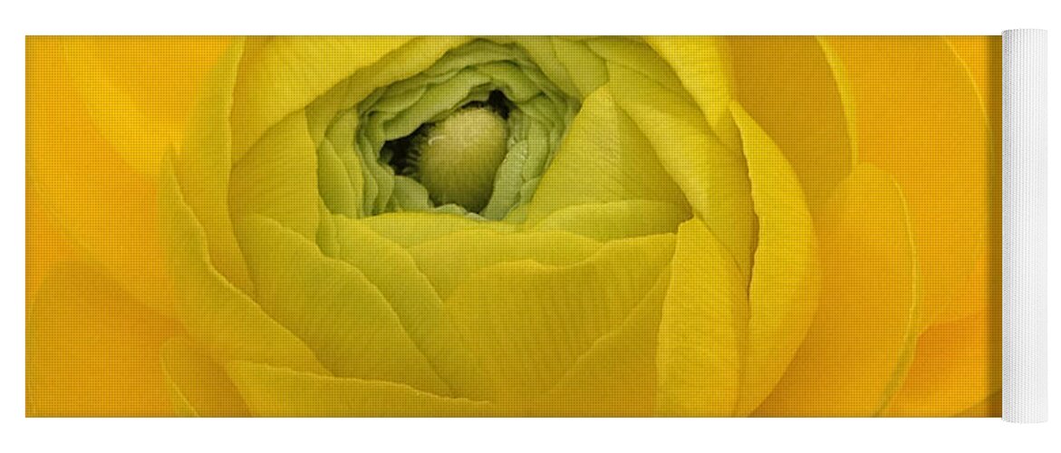Yellow Yoga Mat featuring the photograph Yellow Ranunculus by Jacklyn Duryea Fraizer