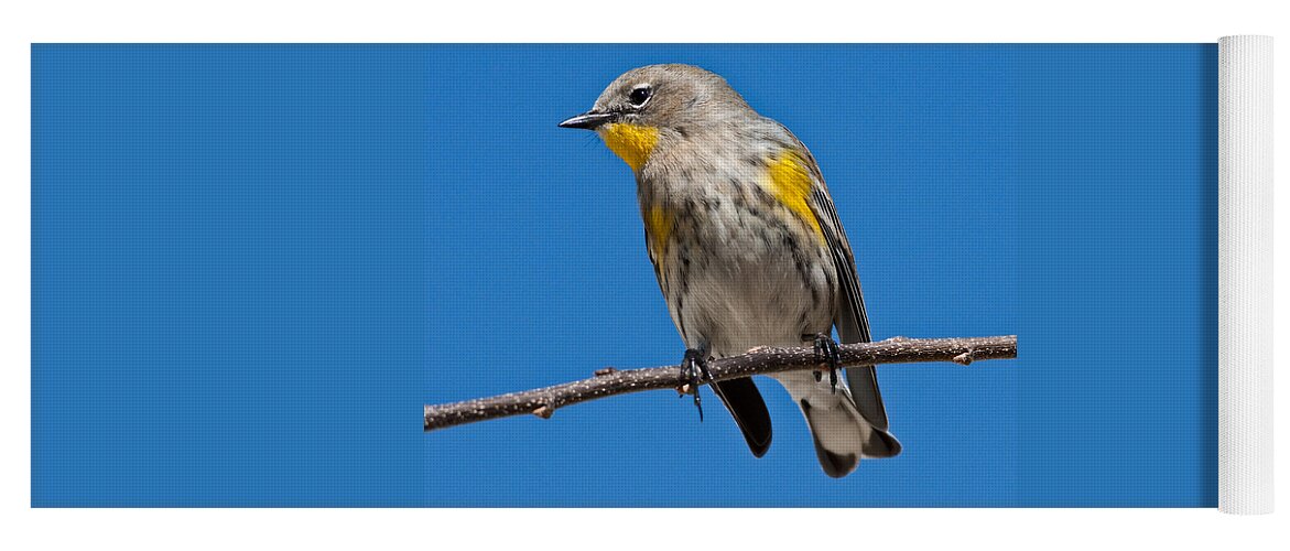 Adult Yoga Mat featuring the photograph Yellow-Rumped Warbler by Jeff Goulden