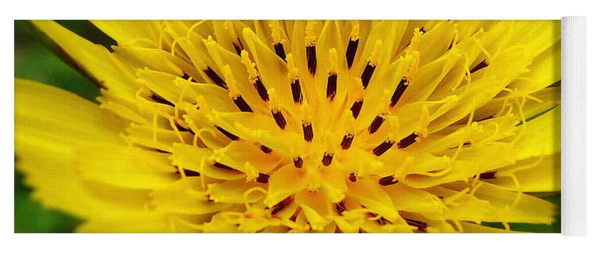 Flowers Yoga Mat featuring the photograph Yellow Salsify Flower by Christina Rollo