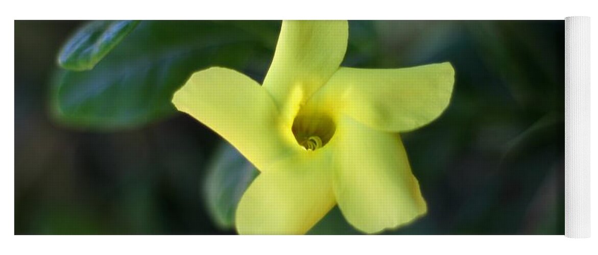 Yellow Trumpet Flower Yoga Mat featuring the photograph Yellow Trumpet Flower by Ramabhadran Thirupattur