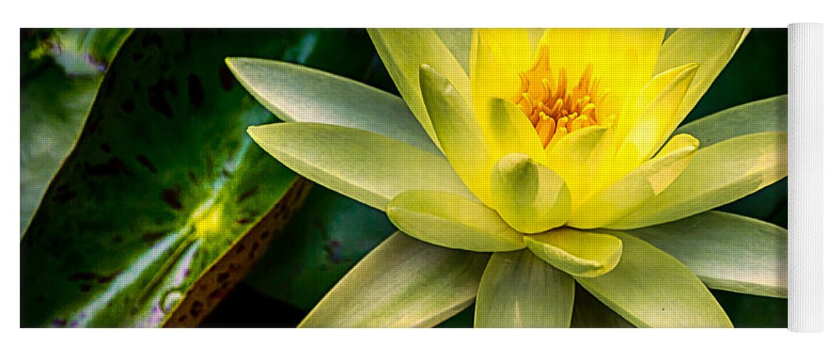 Jay Stockhaus Yoga Mat featuring the photograph Yellow Water Lily by Jay Stockhaus
