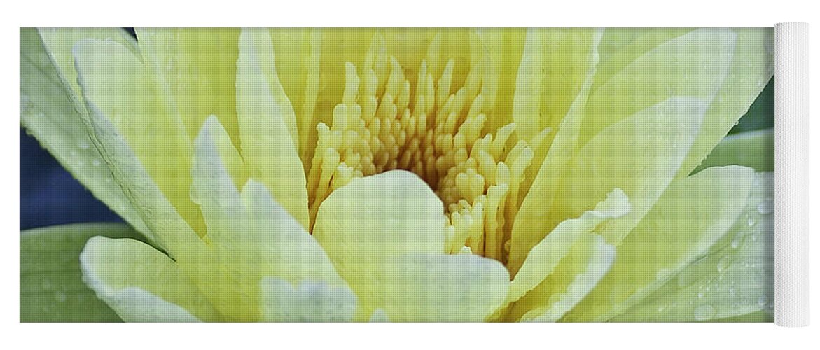 Water Llilies Yoga Mat featuring the photograph Yellow Water Lily Nymphaea by Heiko Koehrer-Wagner