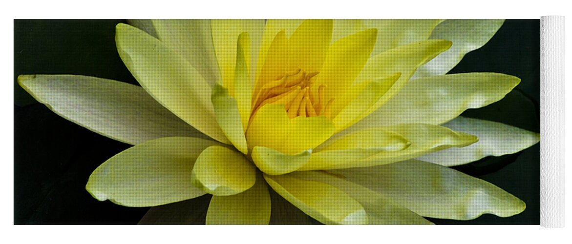 Float Yoga Mat featuring the photograph Yellow Waterlily by Christi Kraft