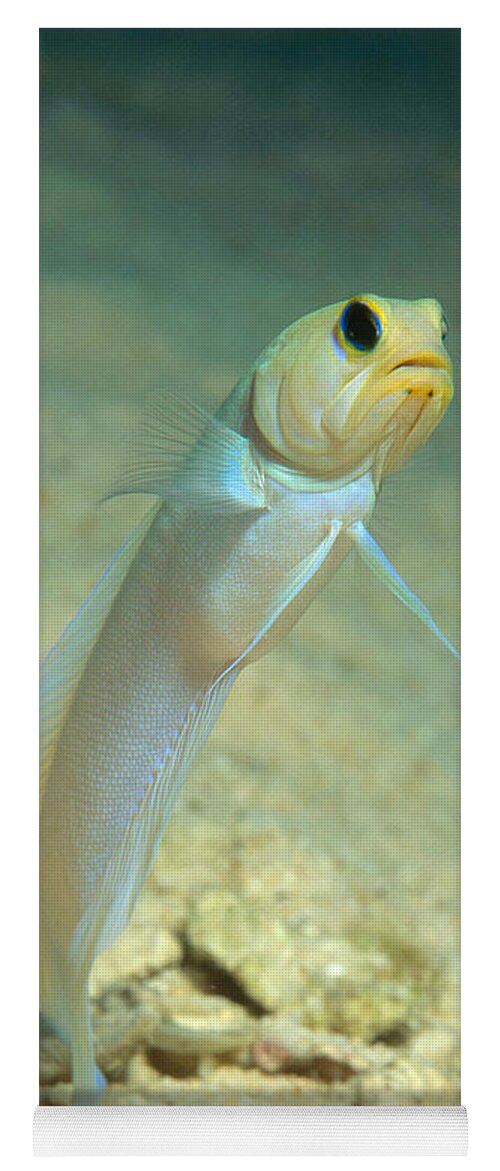 Yellowhead Jawfish Yoga Mat featuring the photograph Yellowhead Jawfish by Andrew J. Martinez