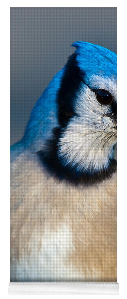 Blue Jay Yoga Mat featuring the photograph You are all wondering why I called this meeting.. by Robert McAlpine
