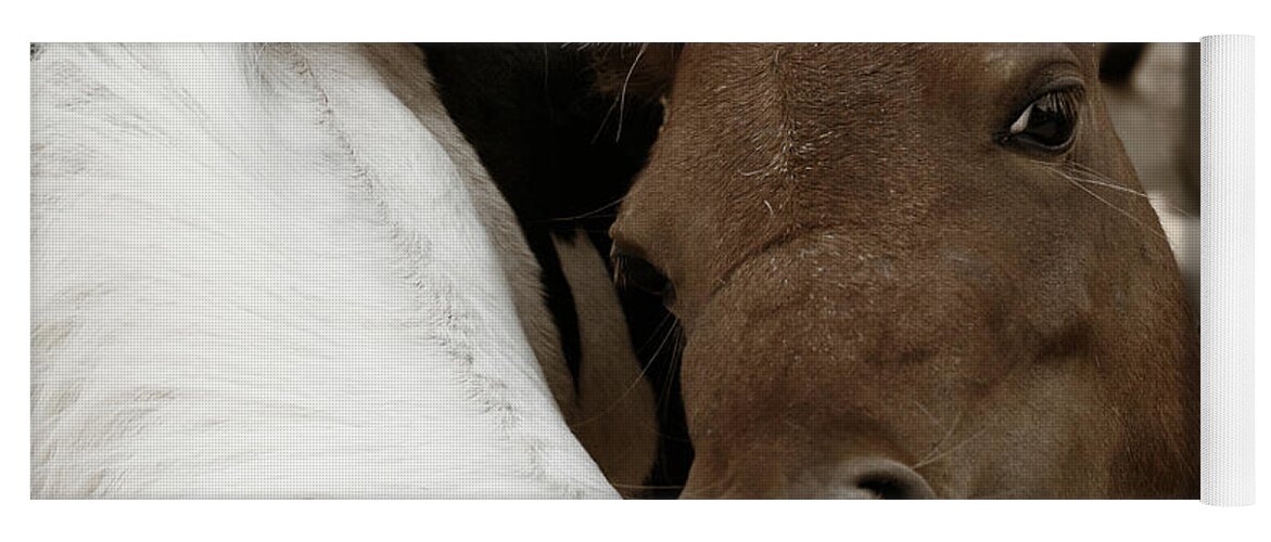 Horses Yoga Mat featuring the photograph You Scratch Mine by Carol Lynn Coronios