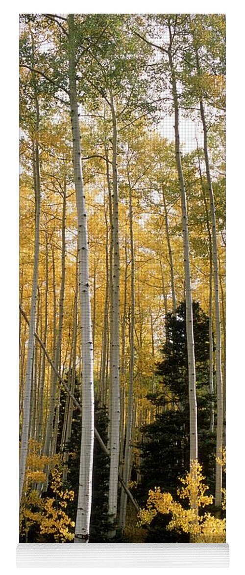 Landscapes Yoga Mat featuring the photograph Young Aspens by Eric Glaser