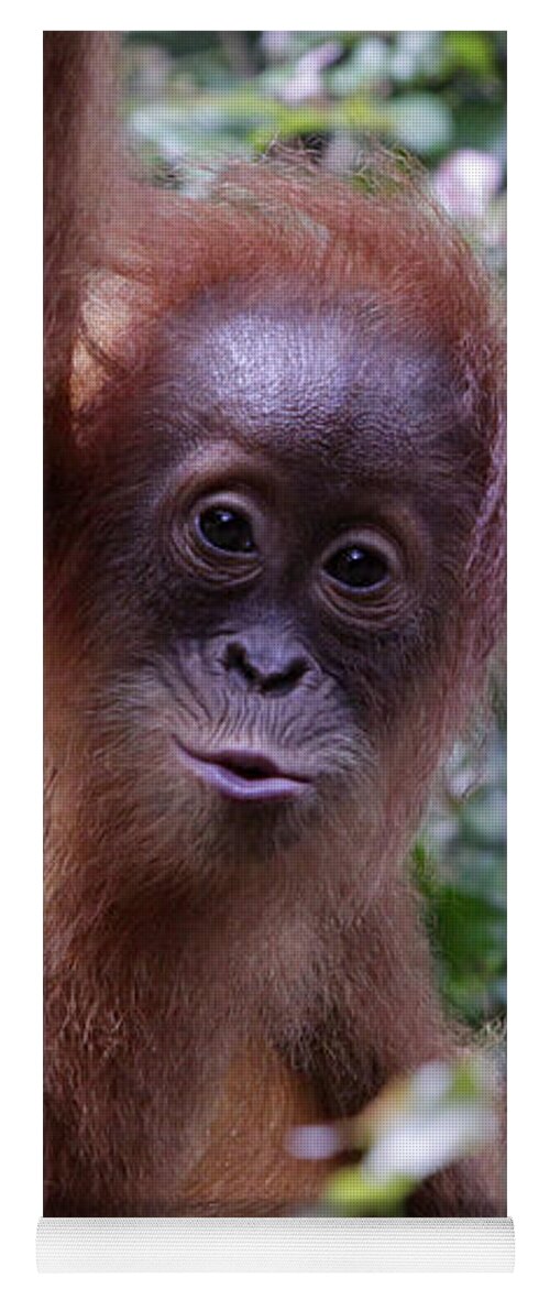 Orangutan Yoga Mat featuring the photograph Young Orangutan Kiss by Shoal Hollingsworth