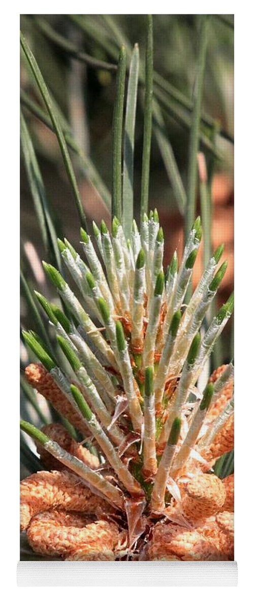 Pine Cone Yoga Mat featuring the photograph Young Pine Cone by Ramabhadran Thirupattur