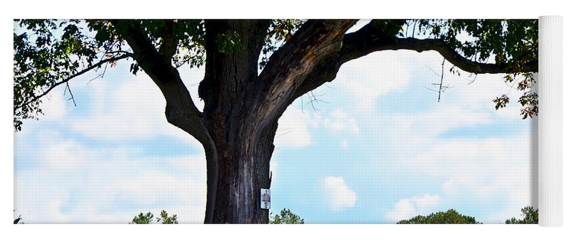 Alstede Farm Yoga Mat featuring the photograph Yum Yum Tree by Maureen E Ritter