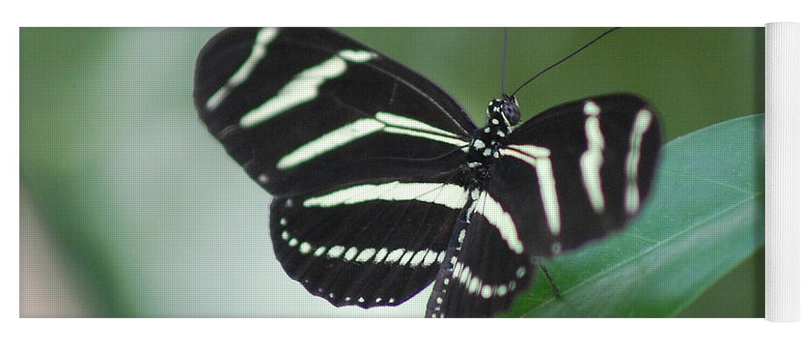 Zen Moment Yoga Mat featuring the photograph Zebra Longwing Butterfly A Quite Moment by Susan Stevens Crosby