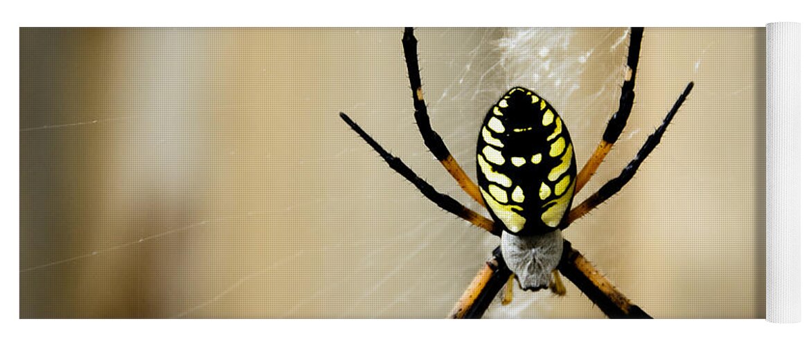 Argiope Aurantia Yoga Mat featuring the photograph Zig Zag is More Fun by Penny Lisowski