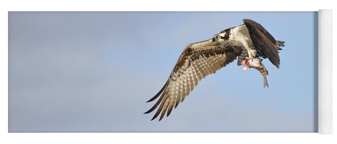 Osprey Yoga Mat featuring the photograph Osprey Lunch To Go I by Christine Stonebridge