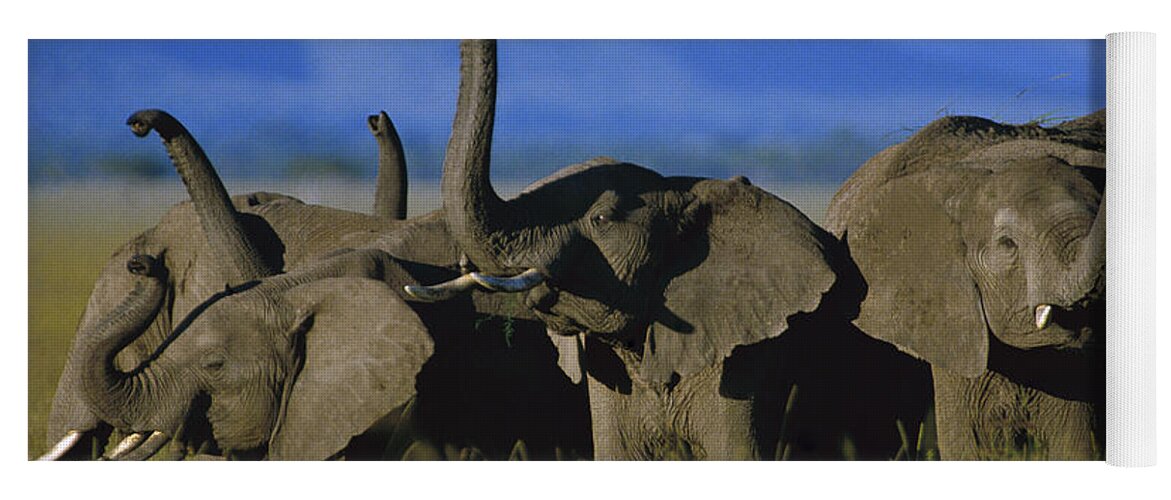 Mp Yoga Mat featuring the photograph African Elephant Loxodonta Africana #1 by Tim Fitzharris