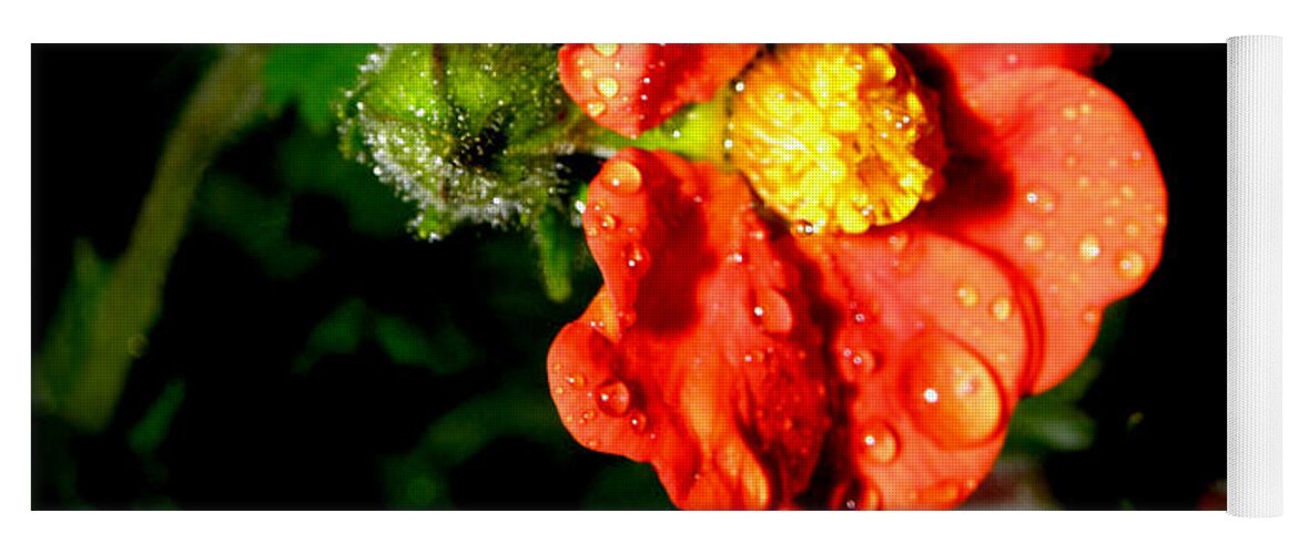 Flower Photography Yoga Mat featuring the photograph After The Rain by Kim Galluzzo Wozniak