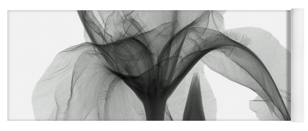 Xray Yoga Mat featuring the photograph An X-ray Of An Iris Flower by Ted Kinsman