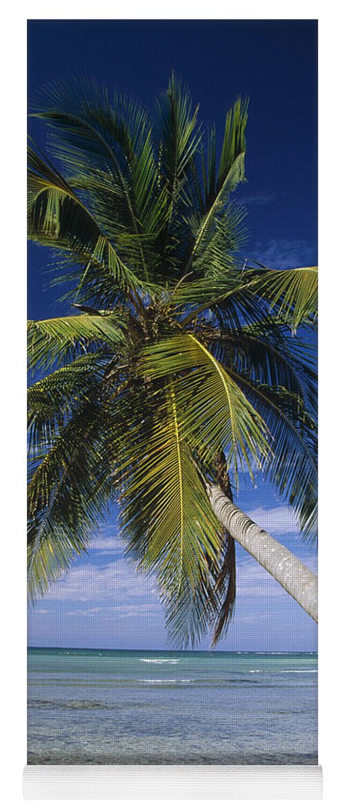 Mp Yoga Mat featuring the photograph Coconut Palm Cocos Nucifera Trees #1 by Konrad Wothe