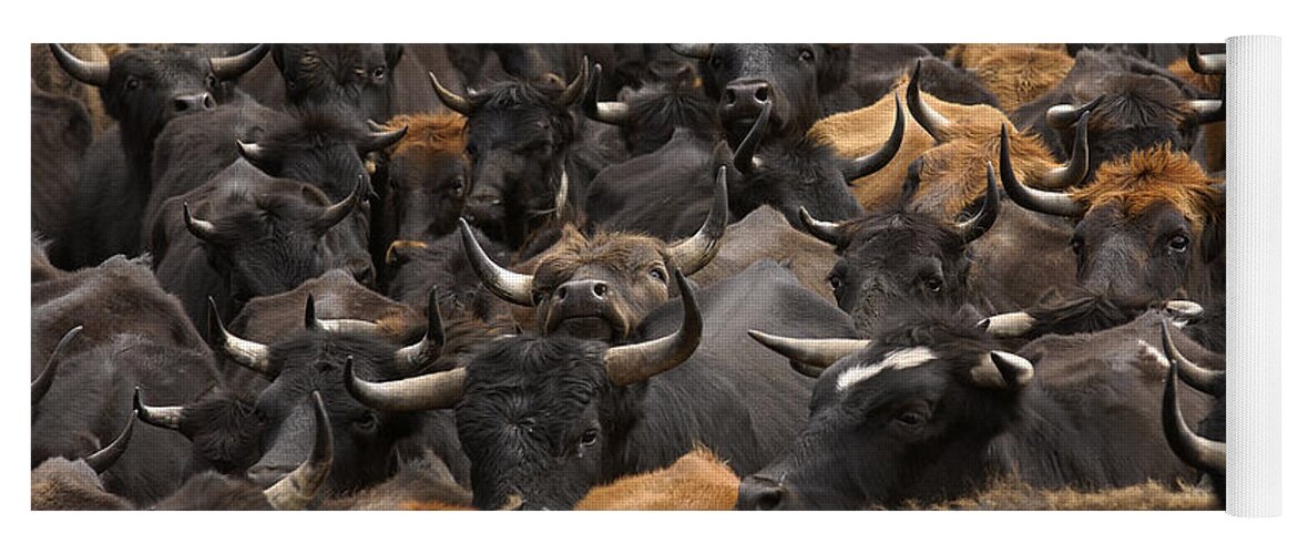 Mp Yoga Mat featuring the photograph Domestic Cattle Bos Taurus Being Herded #1 by Pete Oxford