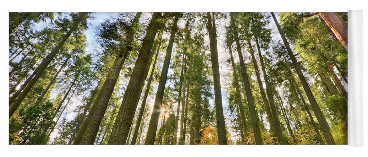 Sequoia Yoga Mat featuring the photograph Forest of Light #1 by Beth Sargent